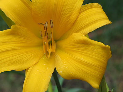 flower, yellow, close up, nature, plant, petal, close-up