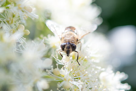 insecte, abeille, guêpe, animal, miel, abeille, bug