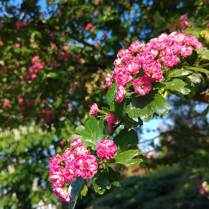pink hawthorn, blooming hawthorn, spring, flowering tree, pink, flowers, closeup