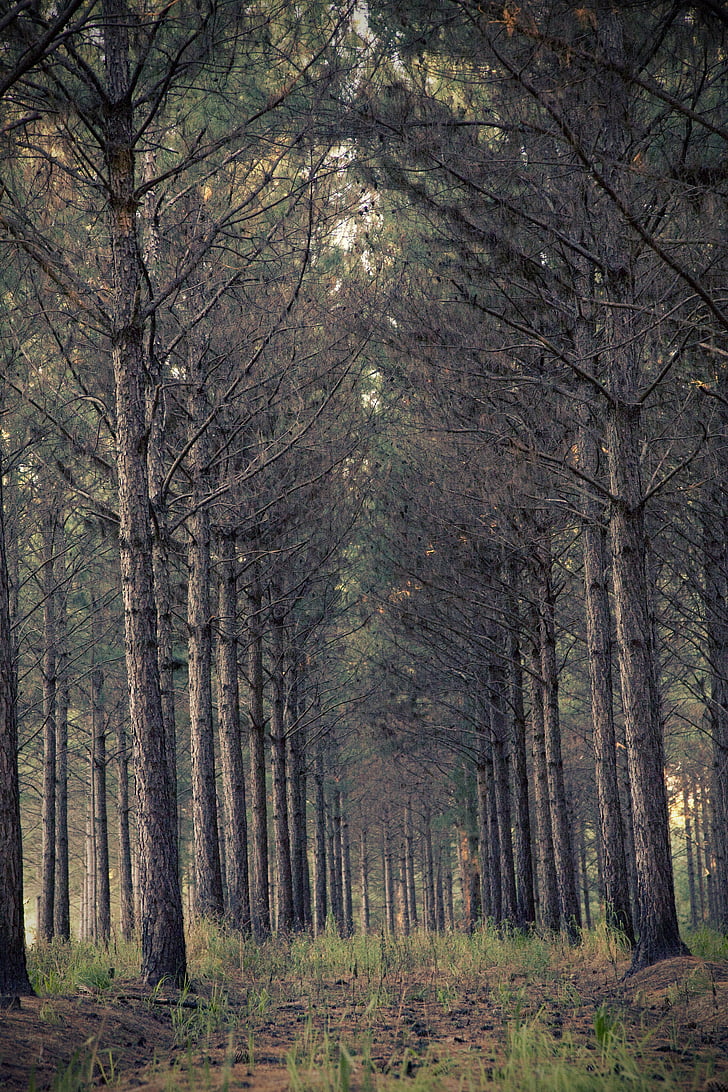 stromy, Les, Woods, děsivé, Příroda, prostředí, scenérie