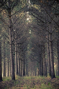 деревья, лес, Вудс, страшно, Природа, Окружающая среда, пейзажи