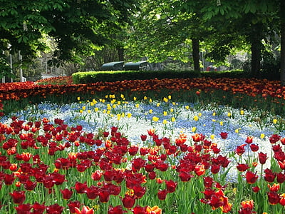 flowers, plant, nature, spring, sun flower, park, summer