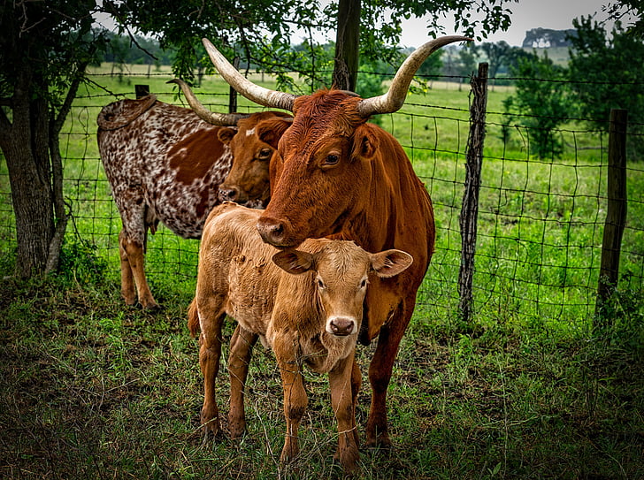 agricoltura, animali, vitello, bestiame, mucca, prodotti lattiero-caseari, azienda agricola