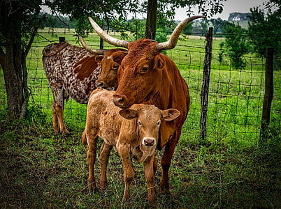 Селско стопанство, животни, теле, едър рогат добитък, крава, млечни продукти, ферма