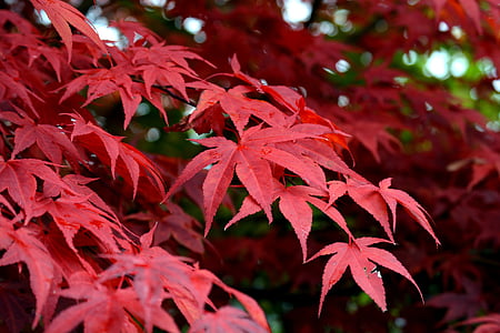 maple Gunung, Maple, merah, pohon, musim gugur, daun, daun pohon