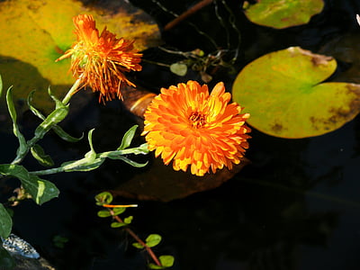 Календула, цветок, оранжевый