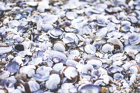 seashells, pile, nature, beach, texture, coast, seashore