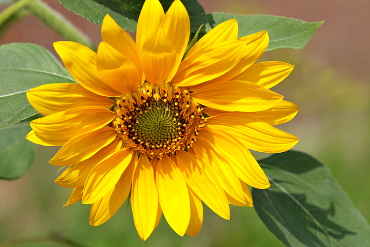 bunga matahari, tanaman, bunga, surya, afiks, alam, pemandangan