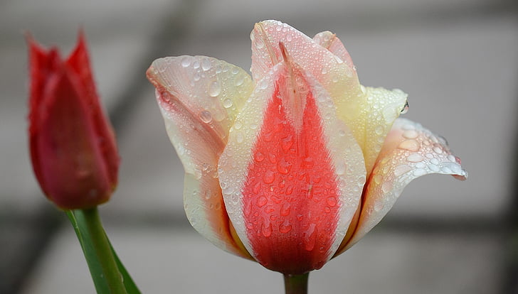 Tulipan, Lily, wiosna, Natura, kwiaty, tulipany, kwiat