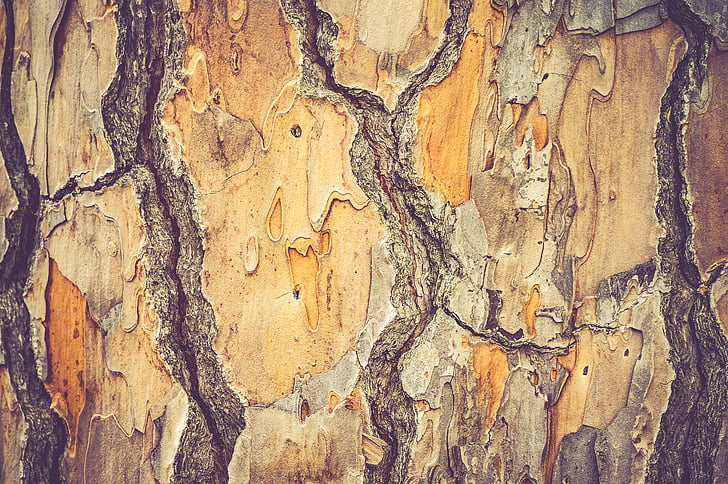 bois, tronc, nature, arbres, écorce, texture, formes
