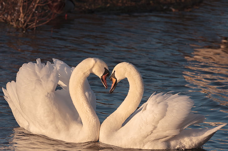swans, pair, male, female, bird, love, wildlife
