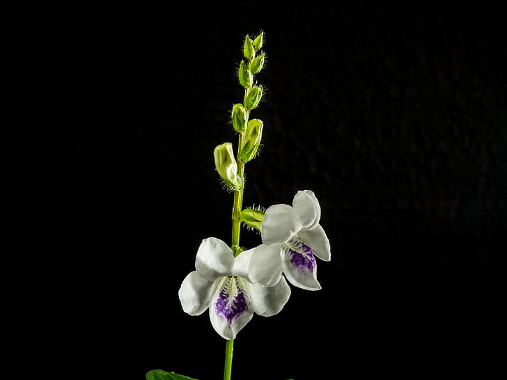 Wild orchid, Blossom, Bloom, bloem, wit violet, natuur, plant