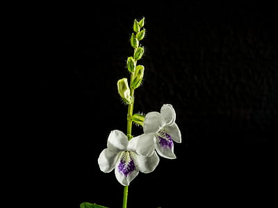 orquídies silvestres, flor, flor, flor, violeta blanc, natura, planta