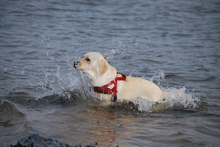 animal, gos, Labrador, blanc, a peu, l'aigua