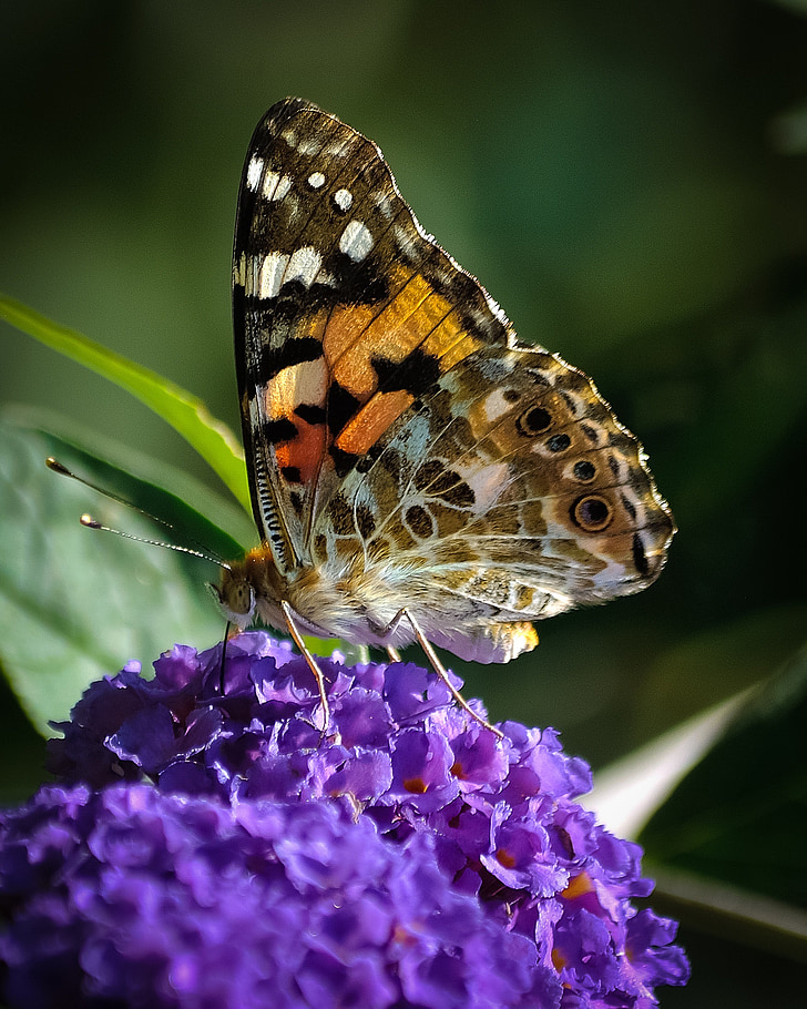 farfalla, insetto, fauna selvatica, animale, ala, colorato, luminoso