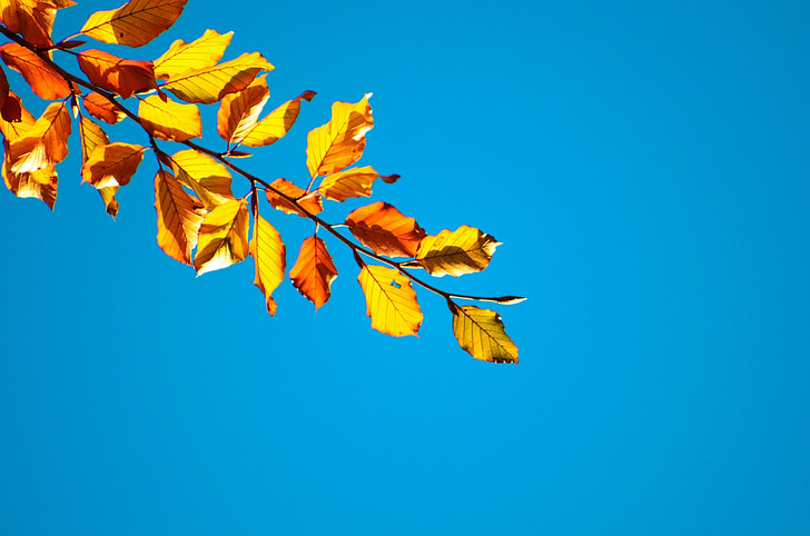 rudenį, medis, medžiai, lapai, lapų, filialai, geltona
