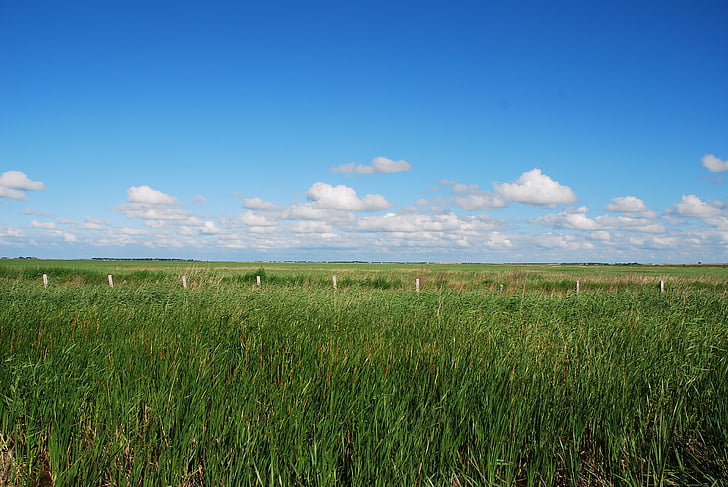 zonnige dagen, Open, reed