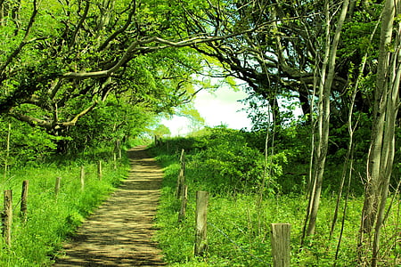 leśna ścieżka, Latem, zielony, drzewa, od, Natura, lasu