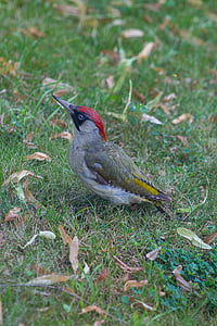 woodpecker hijau, viridis burung pelatuk, burung pelatuk, terbang zorro, burung