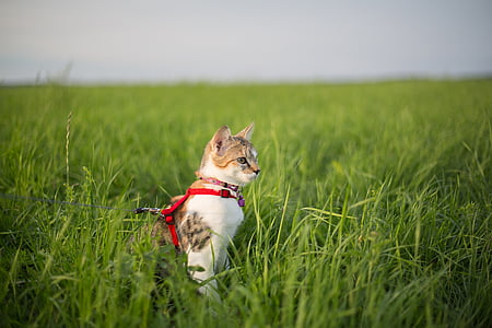 kucing, padang rumput, tali, pecah, kucing muda