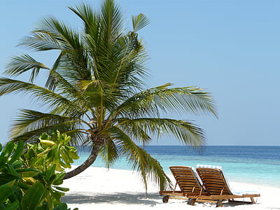 kỳ nghỉ, đảo, Palm, mùa hè, thư giãn, kết với nhau, đi du lịch