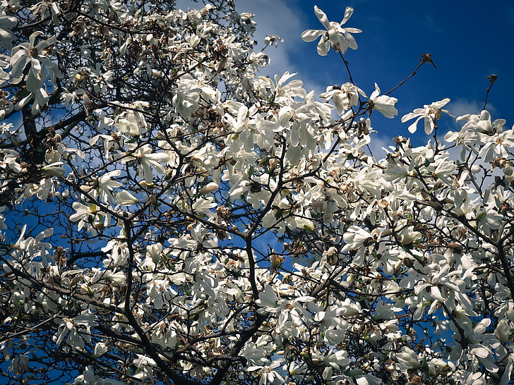 Magnolia, træ, Blossom, Bloom, forår, haven, natur