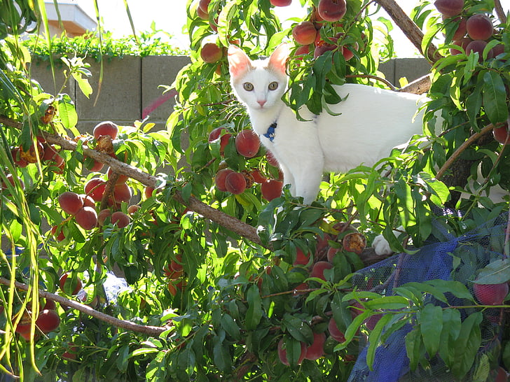 white cat, peach tree, humor, magical