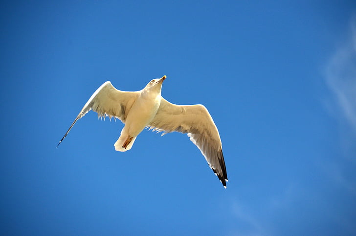 seagull, blue, bird, gull, sea, maritime, sky