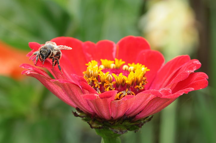 μέλισσα, λουλούδι, έντομο, μέλισσα, γύρη, μακροεντολή, κοντινό πλάνο