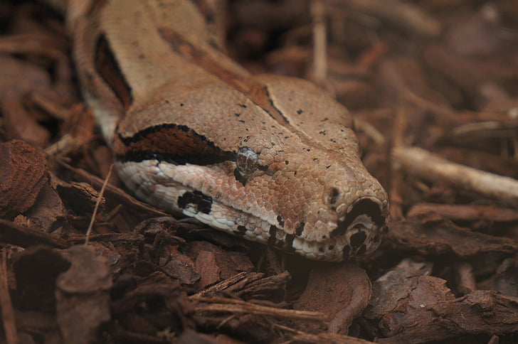 snake, zoo, animal