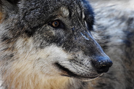 Wolf, vilde dyr, Predator, Pack dyr, kødædende, natur, dyrenes verden