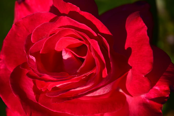 Rožė, raudona, raudona rožė, gėlė, žiedų, žydėti, rožių žydėjimas