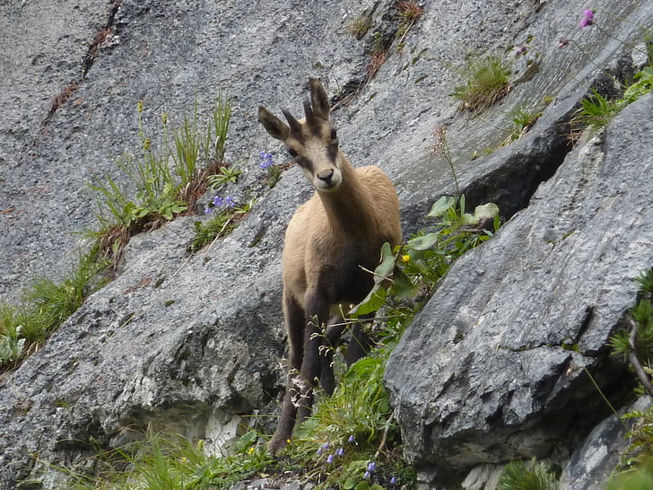 Chamois, Bergen, Alpine, wild dier, Gams, Rupicapra, wilde soorten