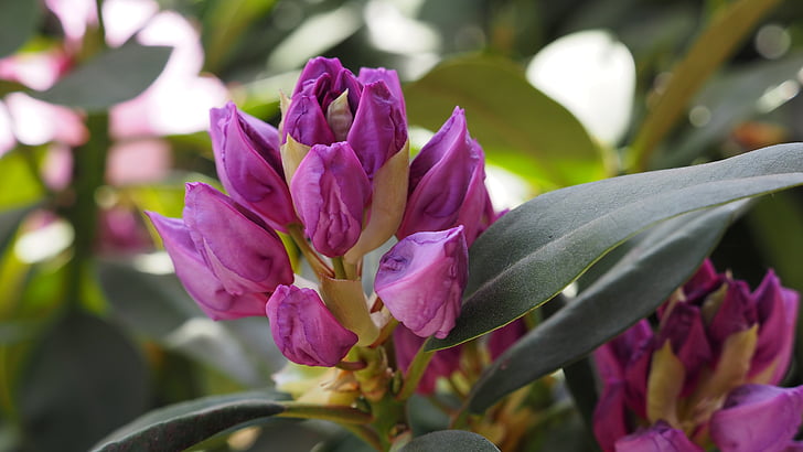 bud, rhododendron, flower, purple