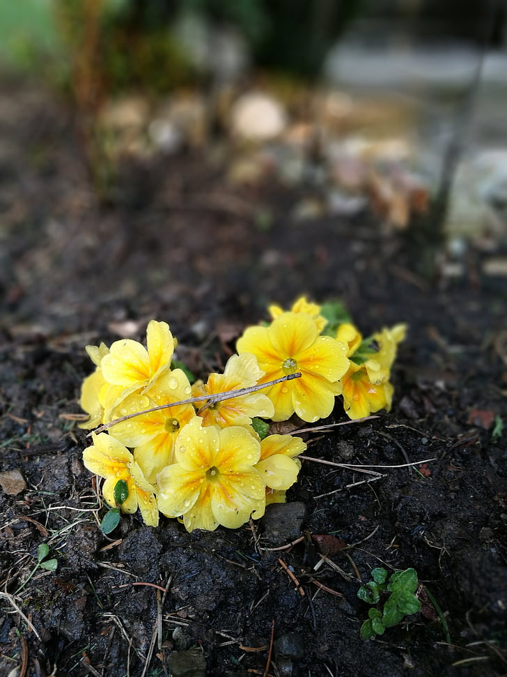 våren, 2017, trädgård, Romantica