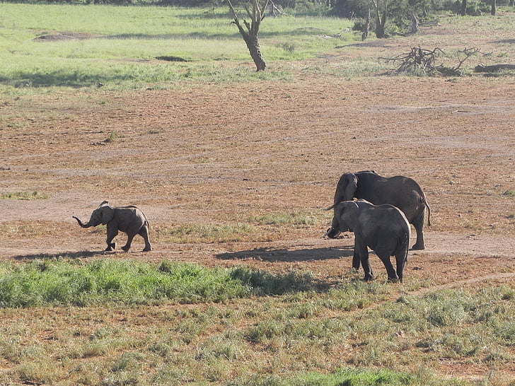 elephant, kenya, africa, nature, animal, wildlife, mammal