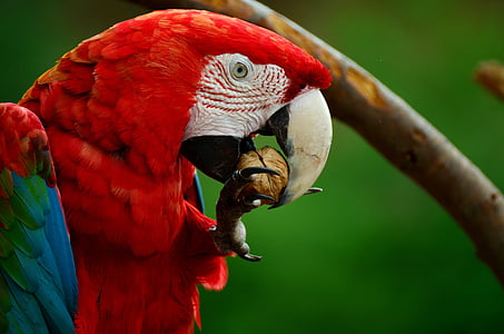 close, photography, scarlet, macaw, eating, nuts, daytime