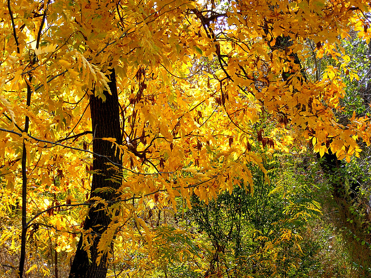 rudenį, miško, spalvos, geltona, kraštovaizdžio, lapų, medis