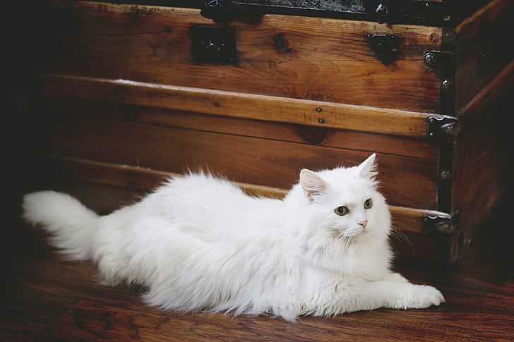 кошка, Белый Кот, Белый, домашнее животное, внутренние, животное, кошачьи