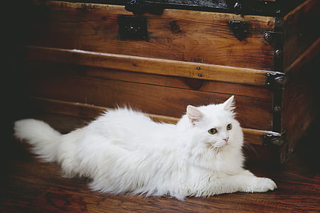 gato, gato branco, Branco, animal de estimação, doméstica, animal, felino
