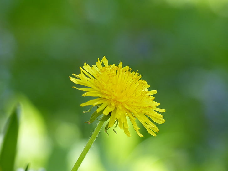 dandelion, flower, plant, pointed flower, yellow flower, spring