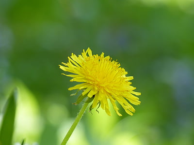 Voikukka, kukka, kasvi, terävä kukka, keltainen kukka, kevään