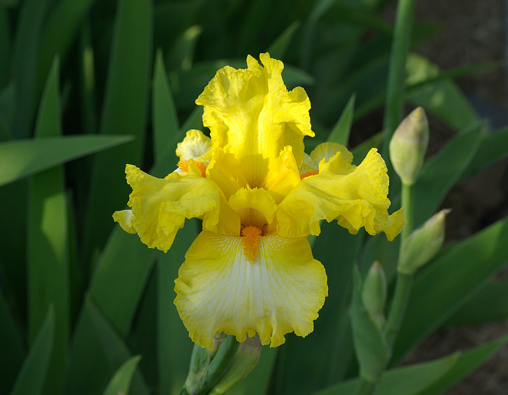 květ, Iris, žlutá, květ, Bloom, okvětní lístky, závod
