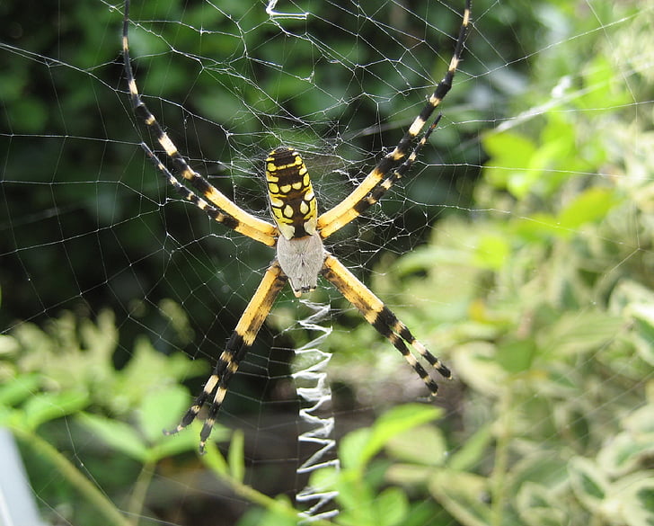 노란 정원 거미, 웹, 매크로, 곤충, 자연, 스파이더 웹, 프레데터