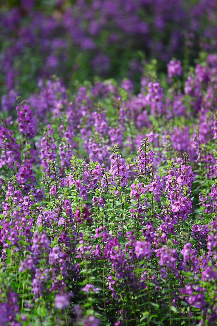 flower, purple, plant, natural