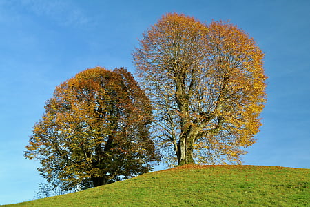 drzewa, jesień, Spadek liści, pozostawia, Natura, drzewo, na zewnątrz