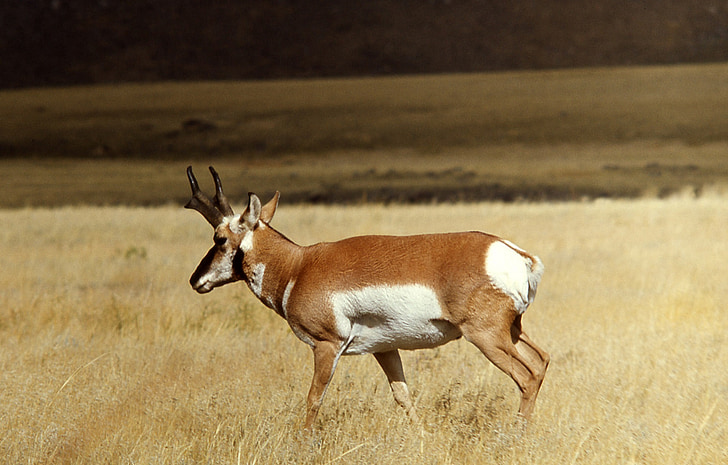 pronghorn, Buck, prosto živeče živali, narave, divje, na prostem, National park