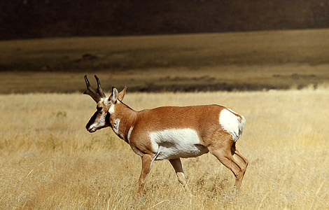Vidloroh americký, Buck, volně žijící zvířata, Příroda, Wild, venku, Národní park