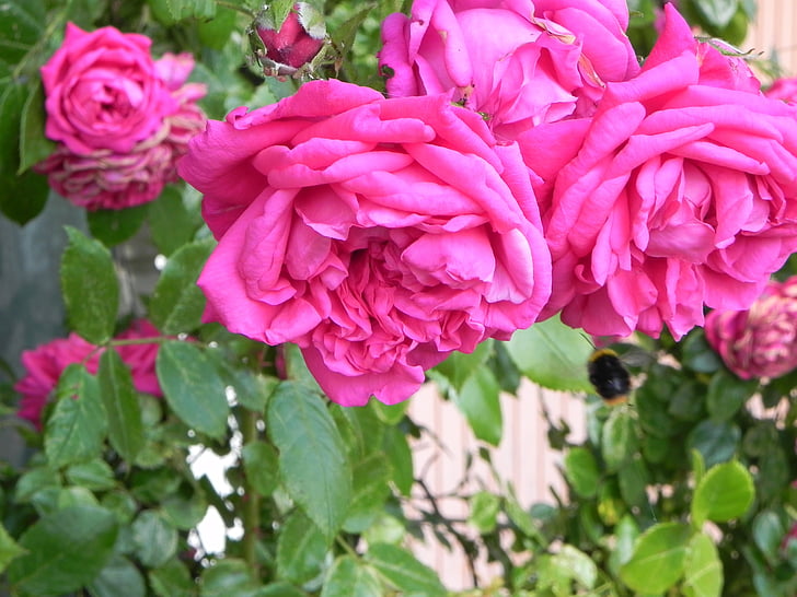 rose, blossom, bloom, flower