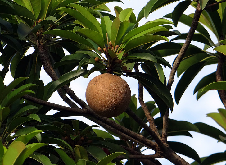 Tamás, sapota, Manikara zapota, trópusi gyümölcs, édes, India
